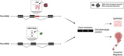 Aberrant splicing in human cancer: An RNA structural code point of view